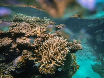 Different sized coral underwater